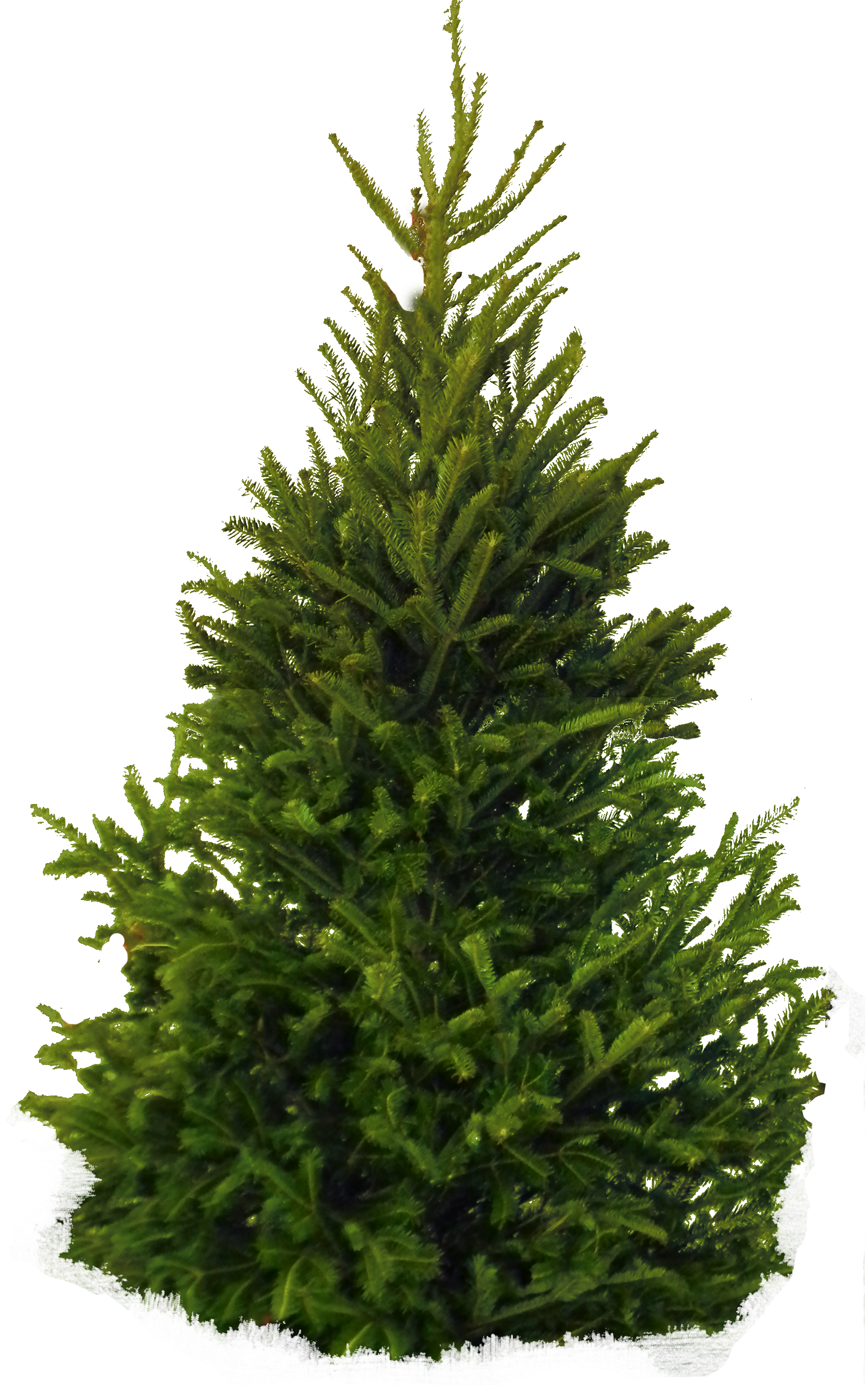 Photography Dog Fir-Tree Hair Evergreen PNG