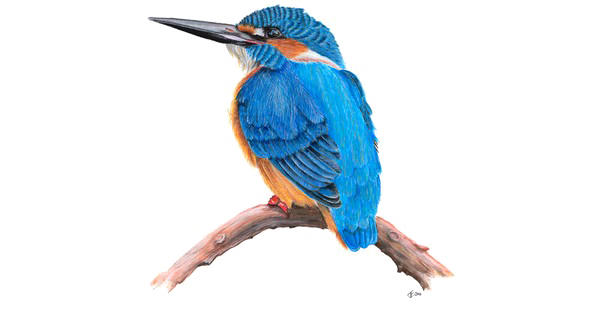 Kingfisher Tributaries Bird Fool Marine PNG