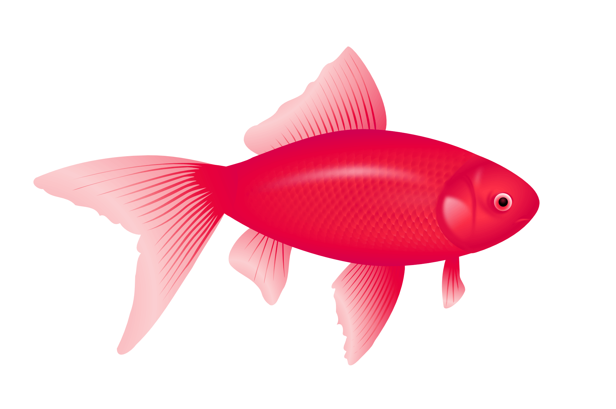 Eel Angle Fish Flakes Anglers PNG