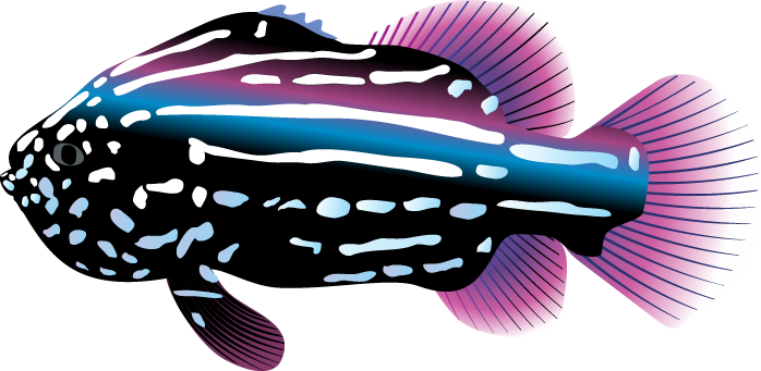 Marlin Ocean Reptile Fish Pet PNG