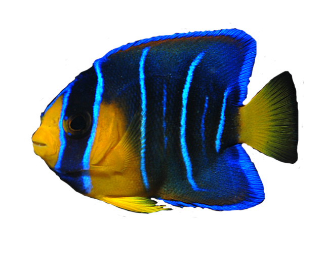 Chump Trout Fish Albino Ocean PNG