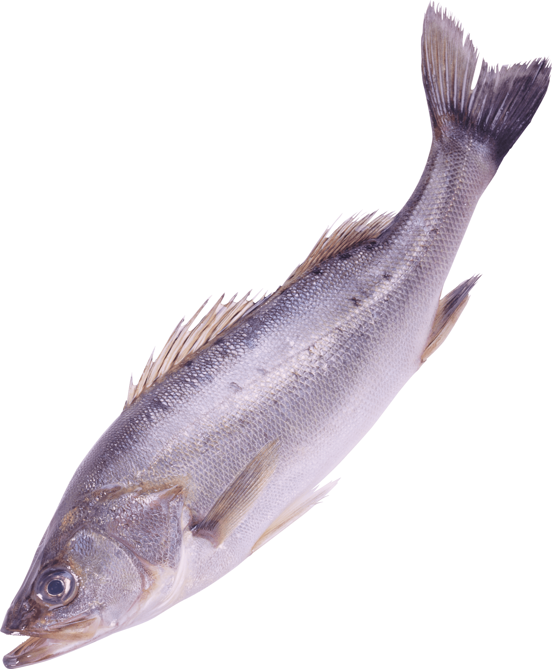 Marlin Dogfish Flakes Fool Eel PNG