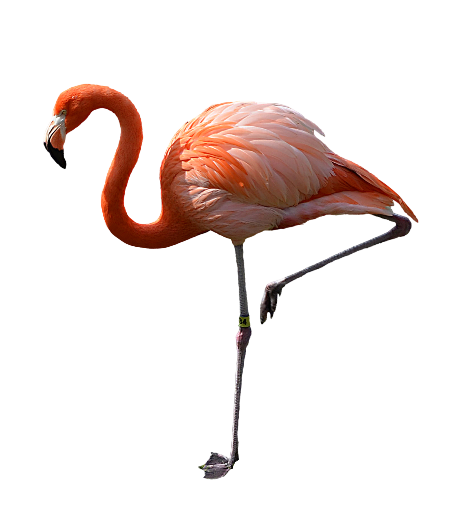 Sleeping Nature Adorable Pet Flamingo PNG