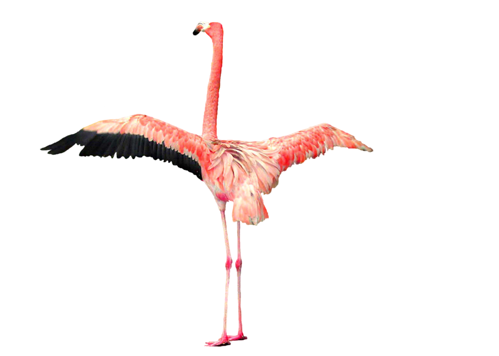Animal Rare Spoonbill Giraffe Flamingo PNG