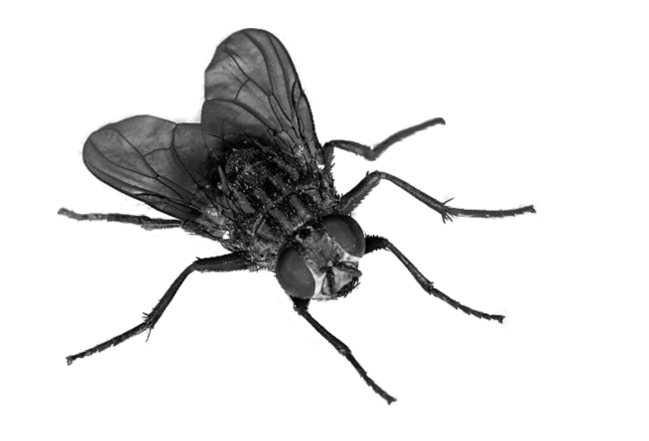 Leaf Housefly Flies Birds Ant PNG