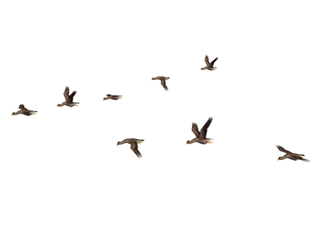 Gulls Flock Flying Populations Plenty PNG