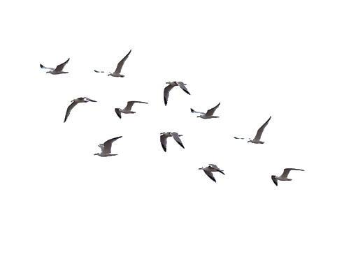 Hiss Birds Waterfowl Mosses Slew PNG