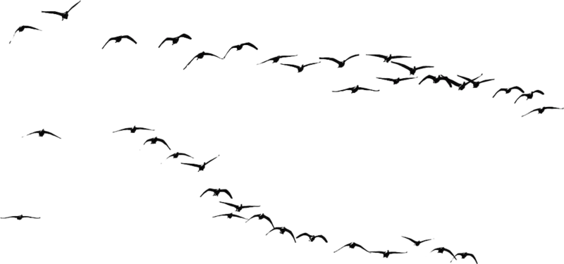 Zoo Lizard Herd Chick Breeding PNG