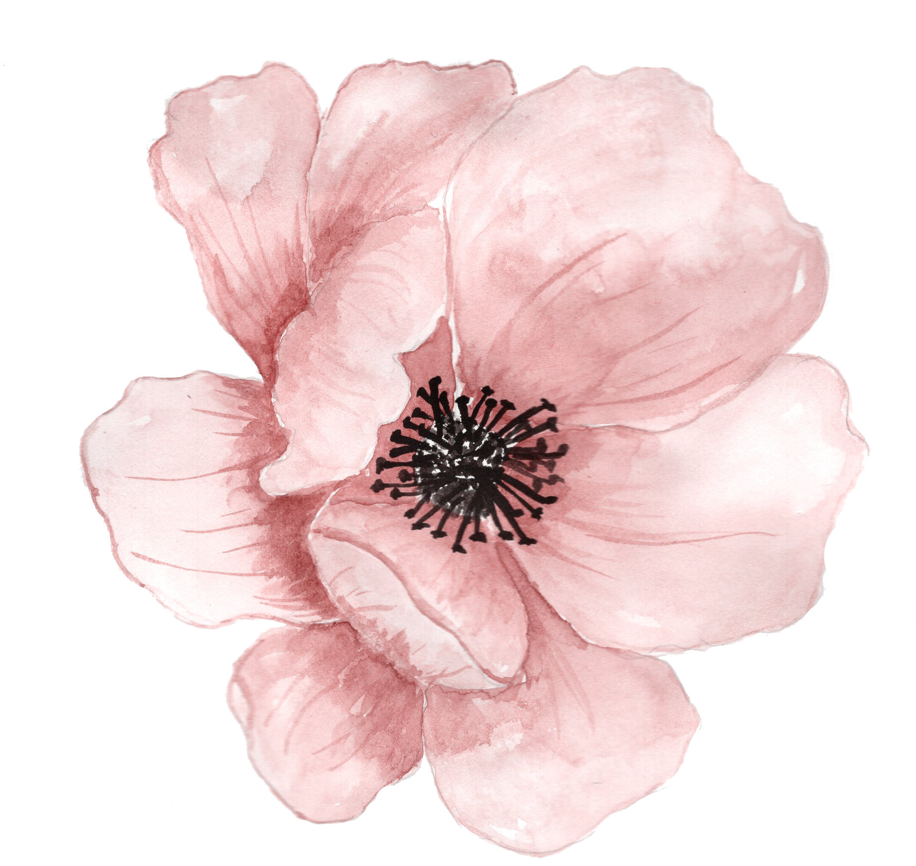 Art Watercolor Flower Kindness Aster PNG