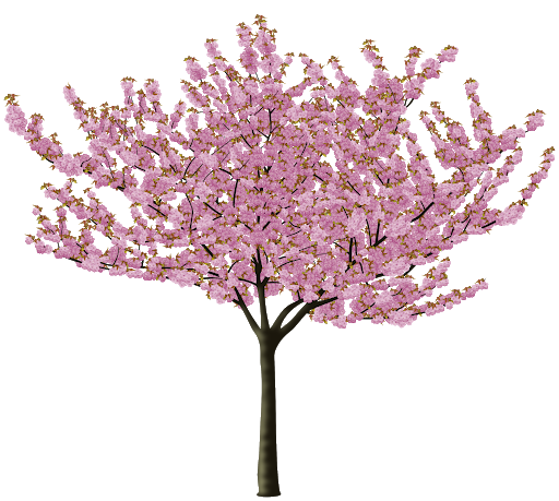 Japanese Show Flower Spring Nature PNG