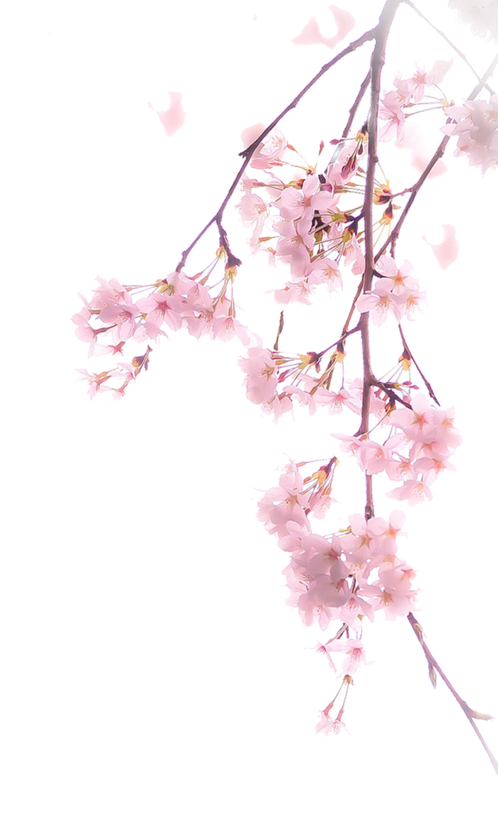 Cherry Nature Prime Flower Break PNG