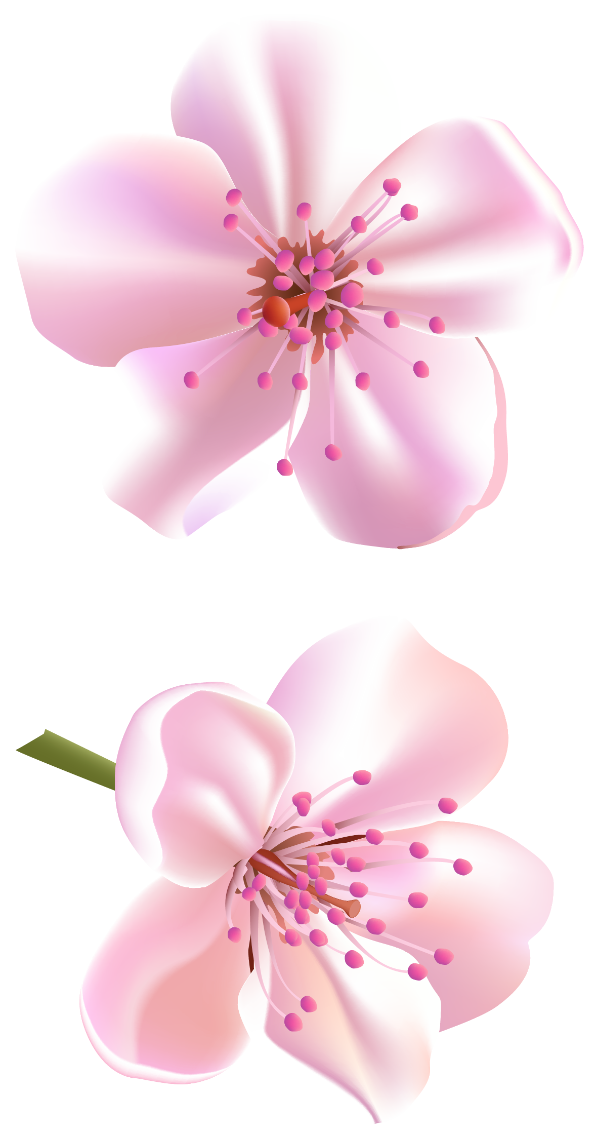 Efflorescence Carnation Peony Lotus Blossom PNG