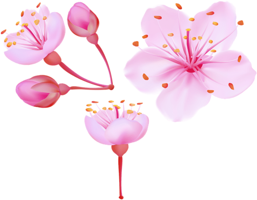 Favor Camellia Blossom Heyday Cherry PNG