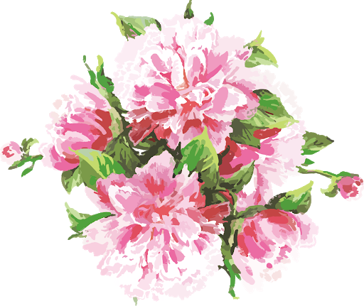 Flowers Chrysanthemums Blossom Pink Vector PNG