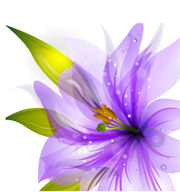 Daisy Nature Flower Corolla Vector PNG