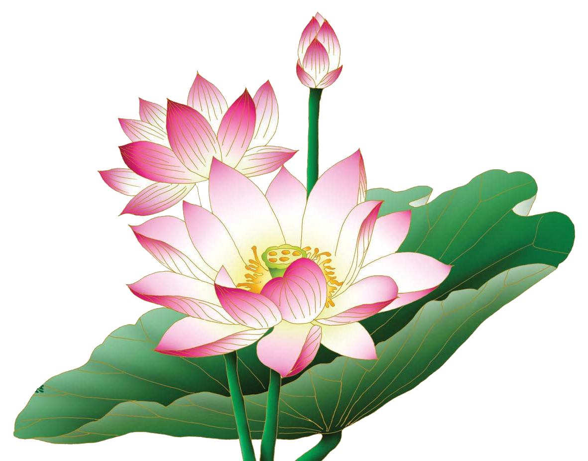 Efflorescence Flower Lotus Ornament Inflorescence PNG