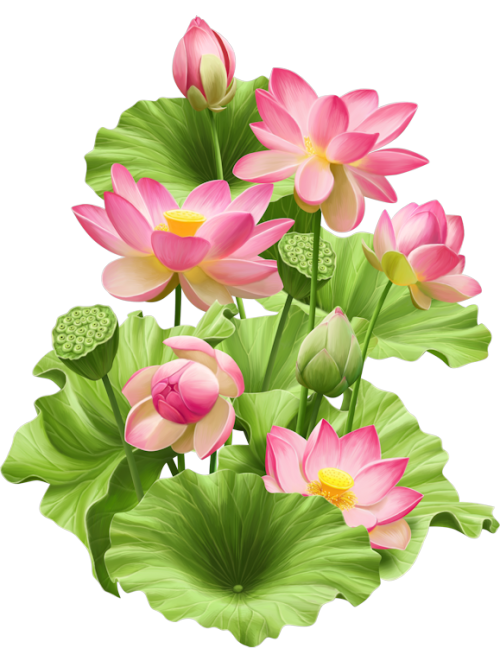Chrysanthemums Begonias Daffodil Flower Lotus PNG