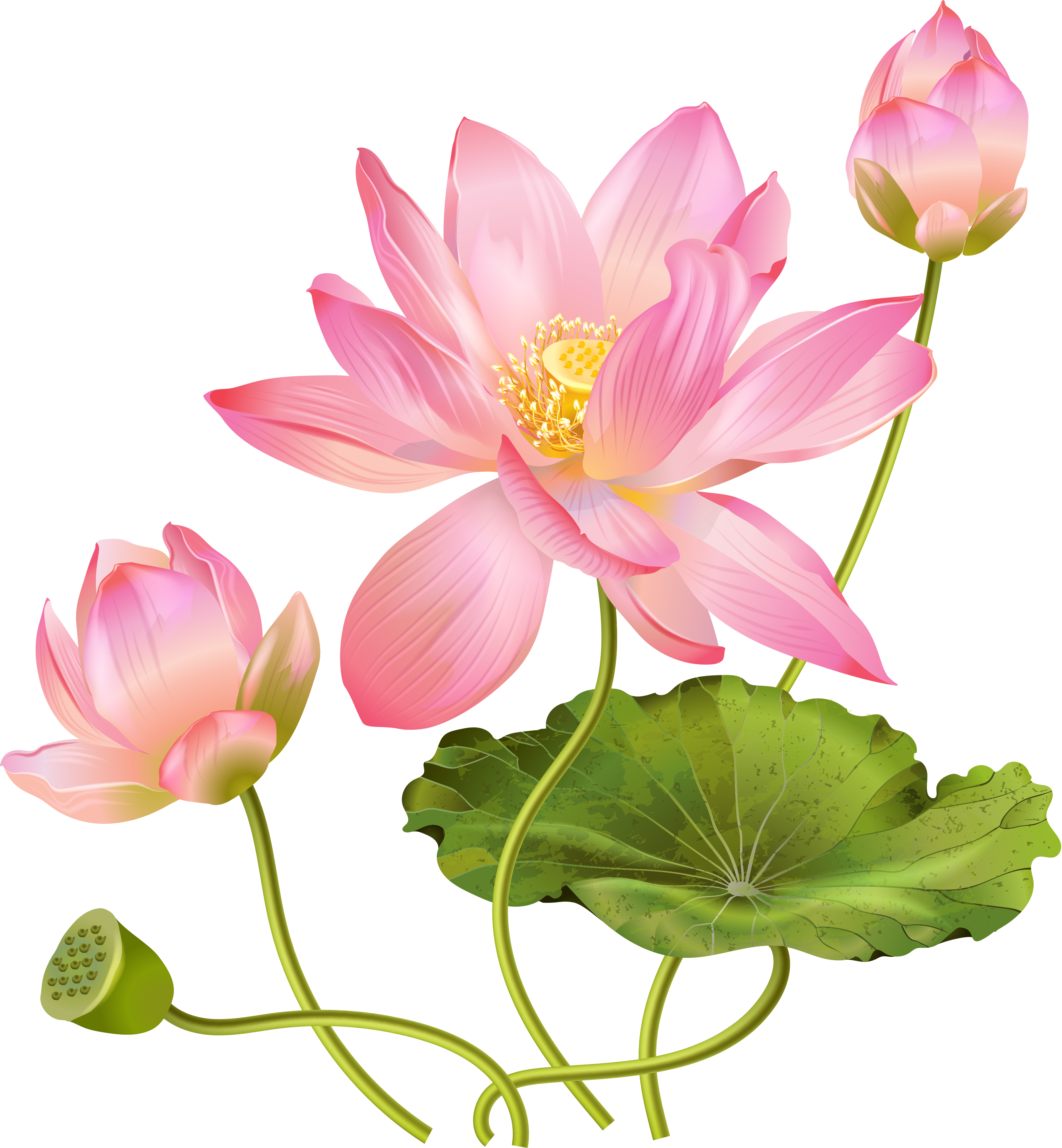 Daisy Pink Nature Lotus Cost PNG