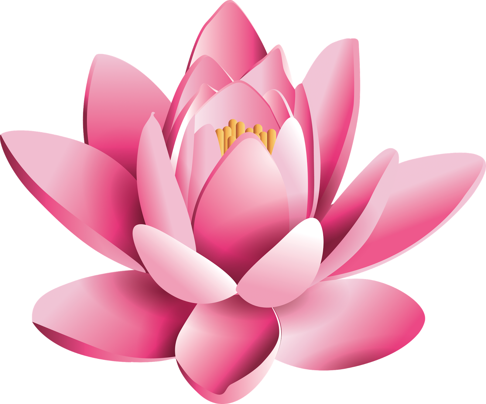 Pink Daisy Peony Lotus Nature PNG