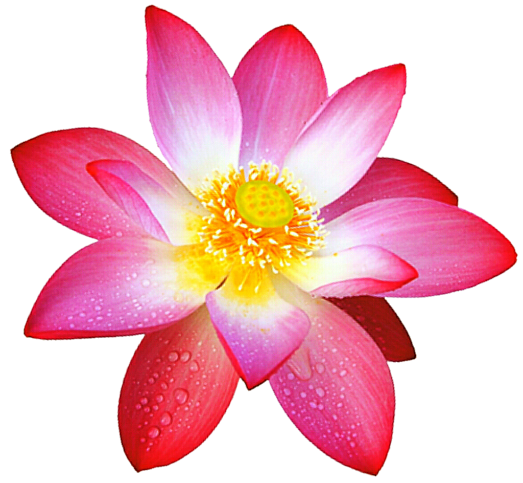 Flower Blooms Wreath Lotus Elite PNG
