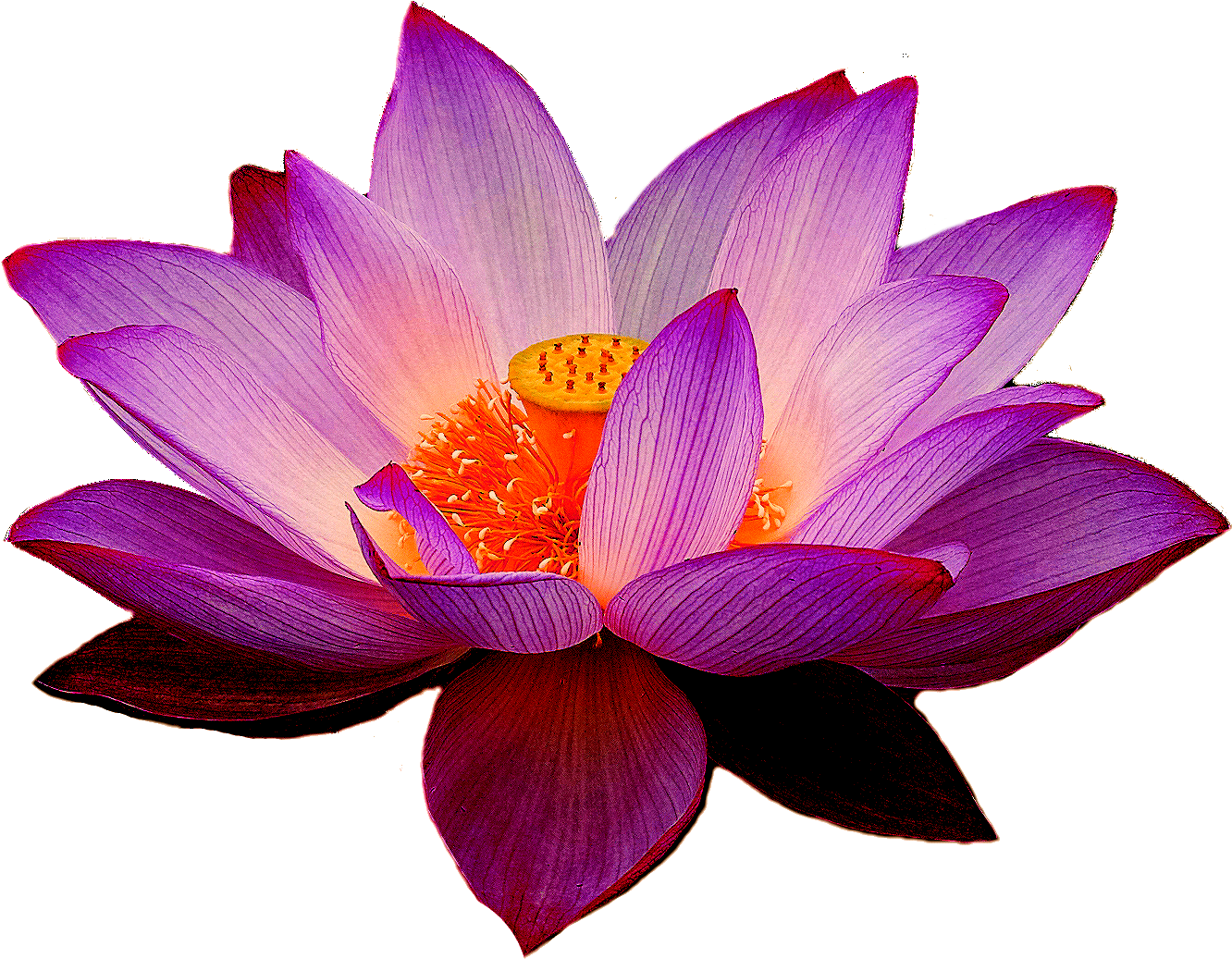 Purple Lotus Break Spending Flower PNG