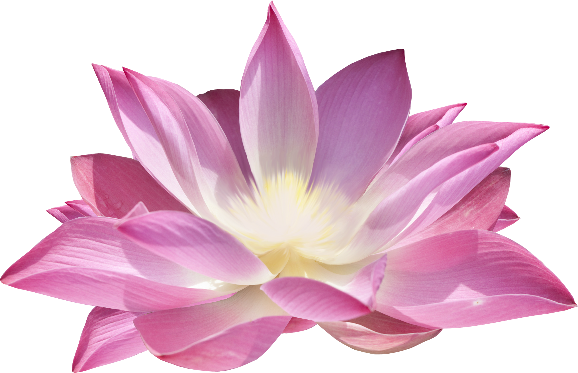 Lotus Blooms Begonias Blossom Cartoon PNG