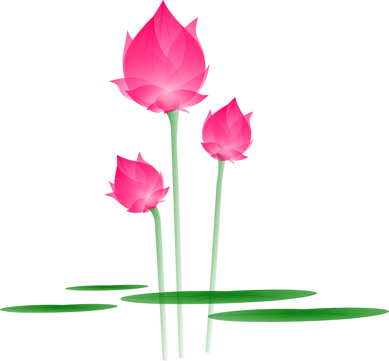 Hydrangea Vector Camellia Stem Daffodil PNG