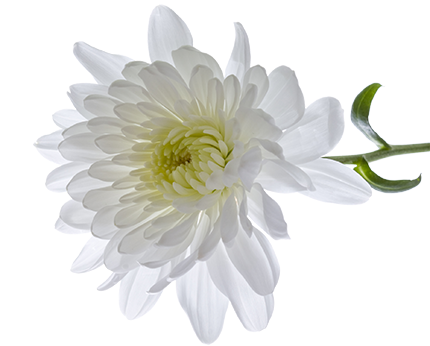 Chrysanthemum Floral Blossoming Face Feel PNG