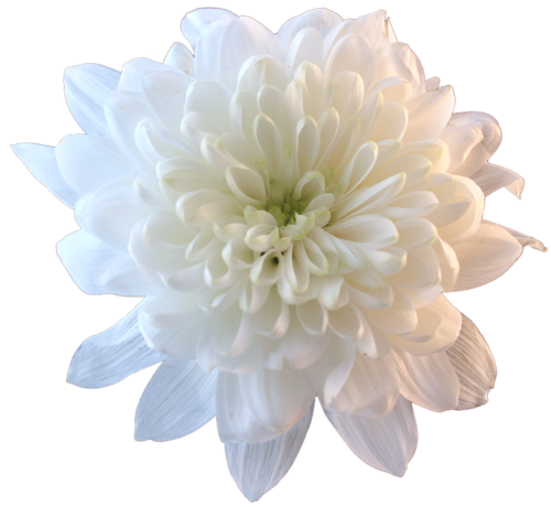 Bloom File Weather Daisy Chrysanthemum PNG
