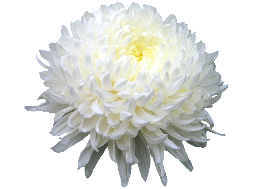 Prime Cat Cool Marry Chrysanthemum PNG