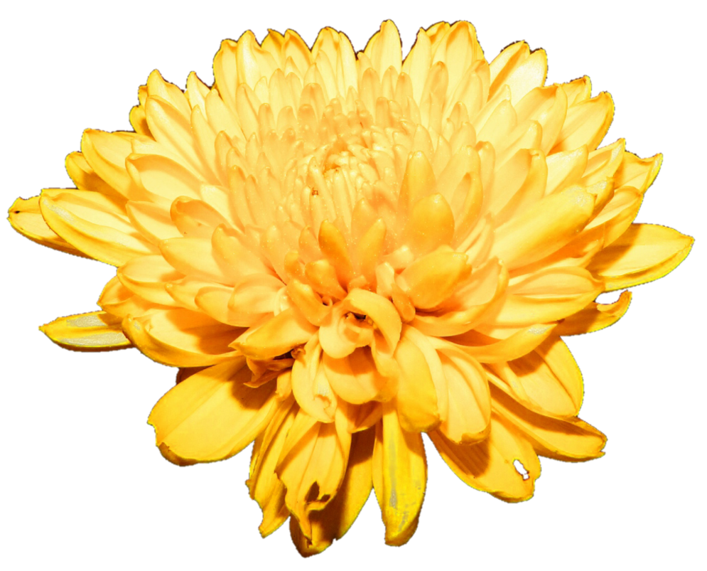 Chrysanthemum Roses Marry Heyday Efflorescence PNG