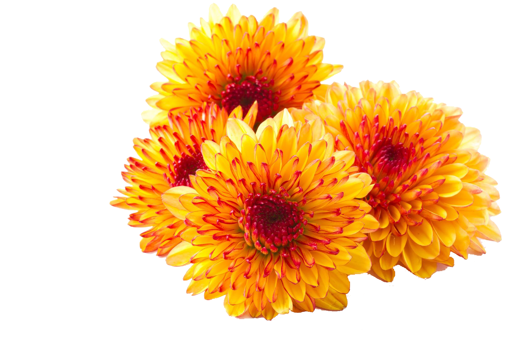 Dusk Prime Chrysanthemum Environment Beautiful PNG