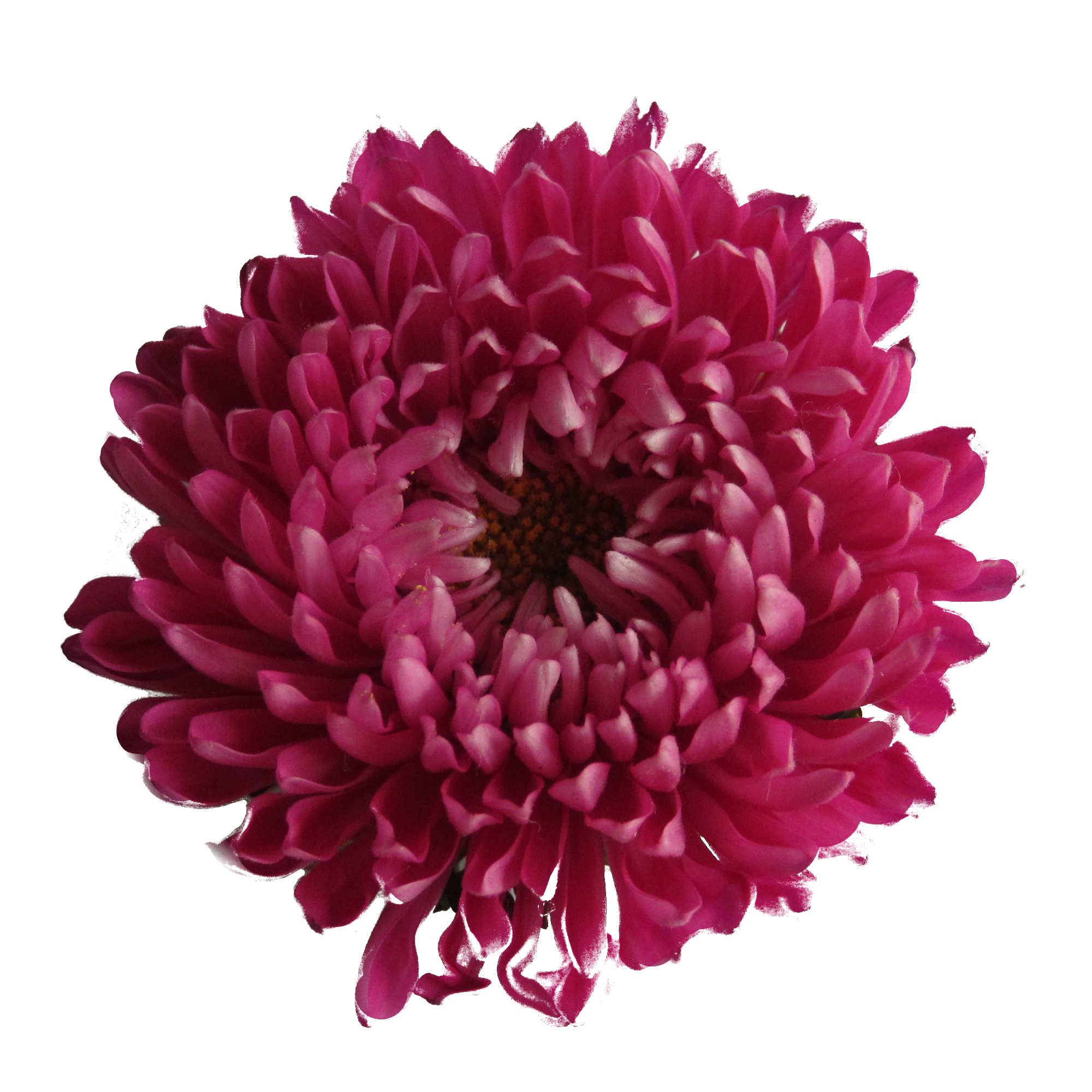 Chrysanthemum Efflorescence Mother Ornament Cherry PNG