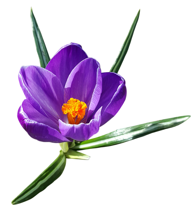 Carnation Roses Background Crocus Day PNG
