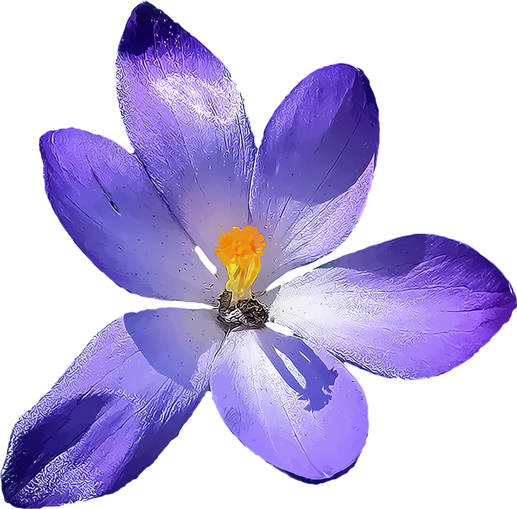 Beach Crocus Life Funny Clover PNG