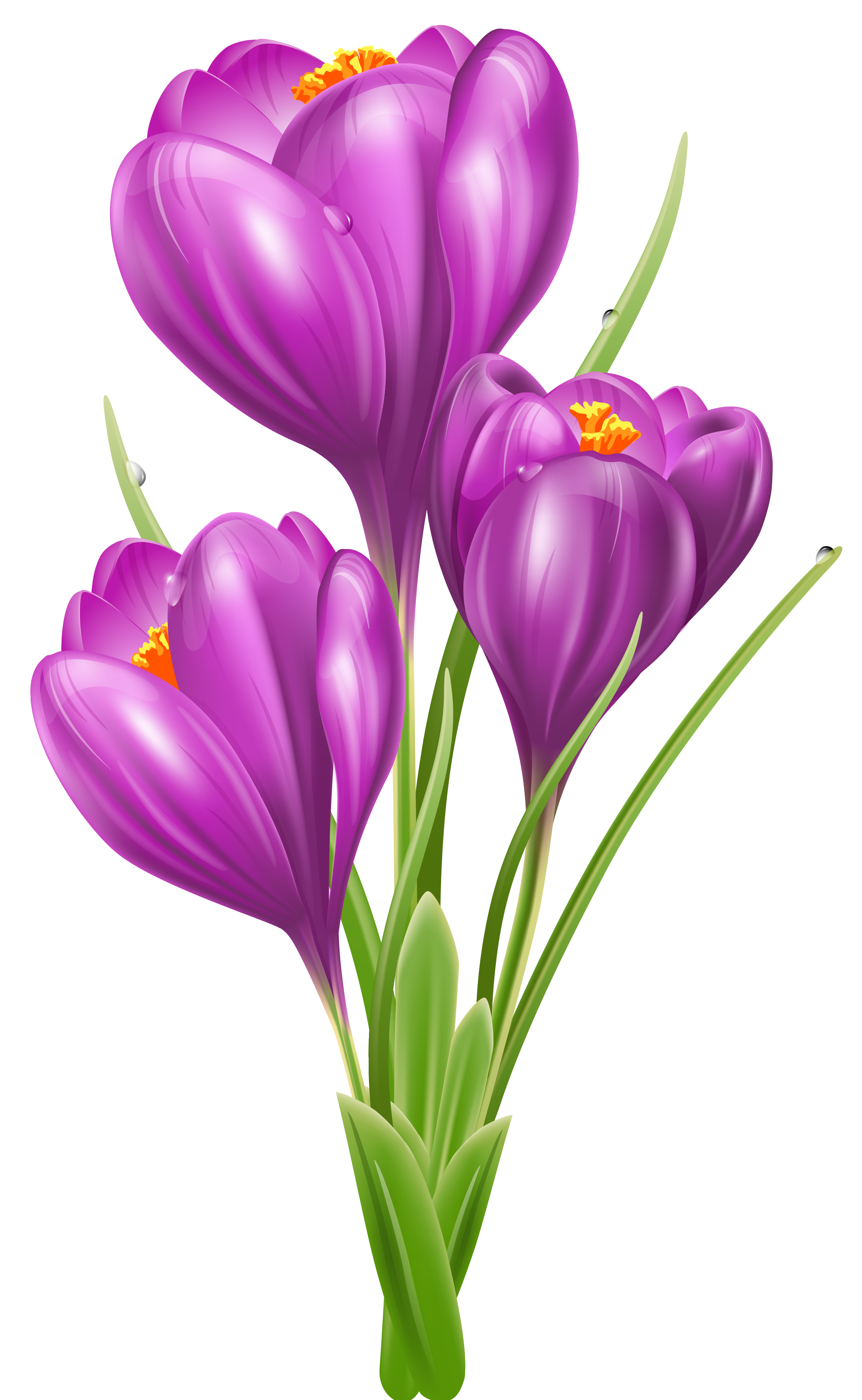 Heyday Lotus Flora Crocus Twilight PNG