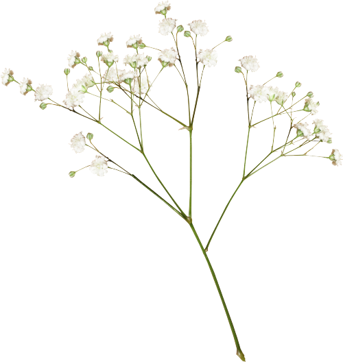 Tree Branch Flowers Plant Baby'S-Breath PNG