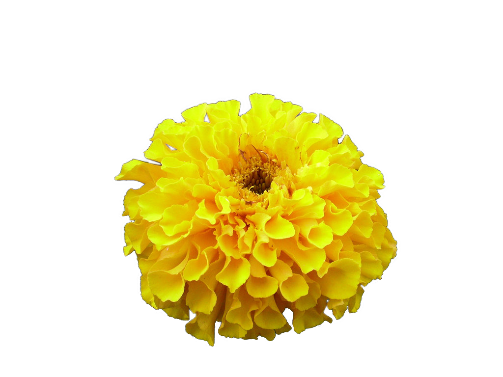 Flower Chrysanthemum Dahlia Naver Portable PNG