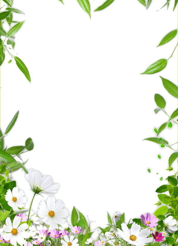 Ceiling Drawing Clover Flower Frame PNG