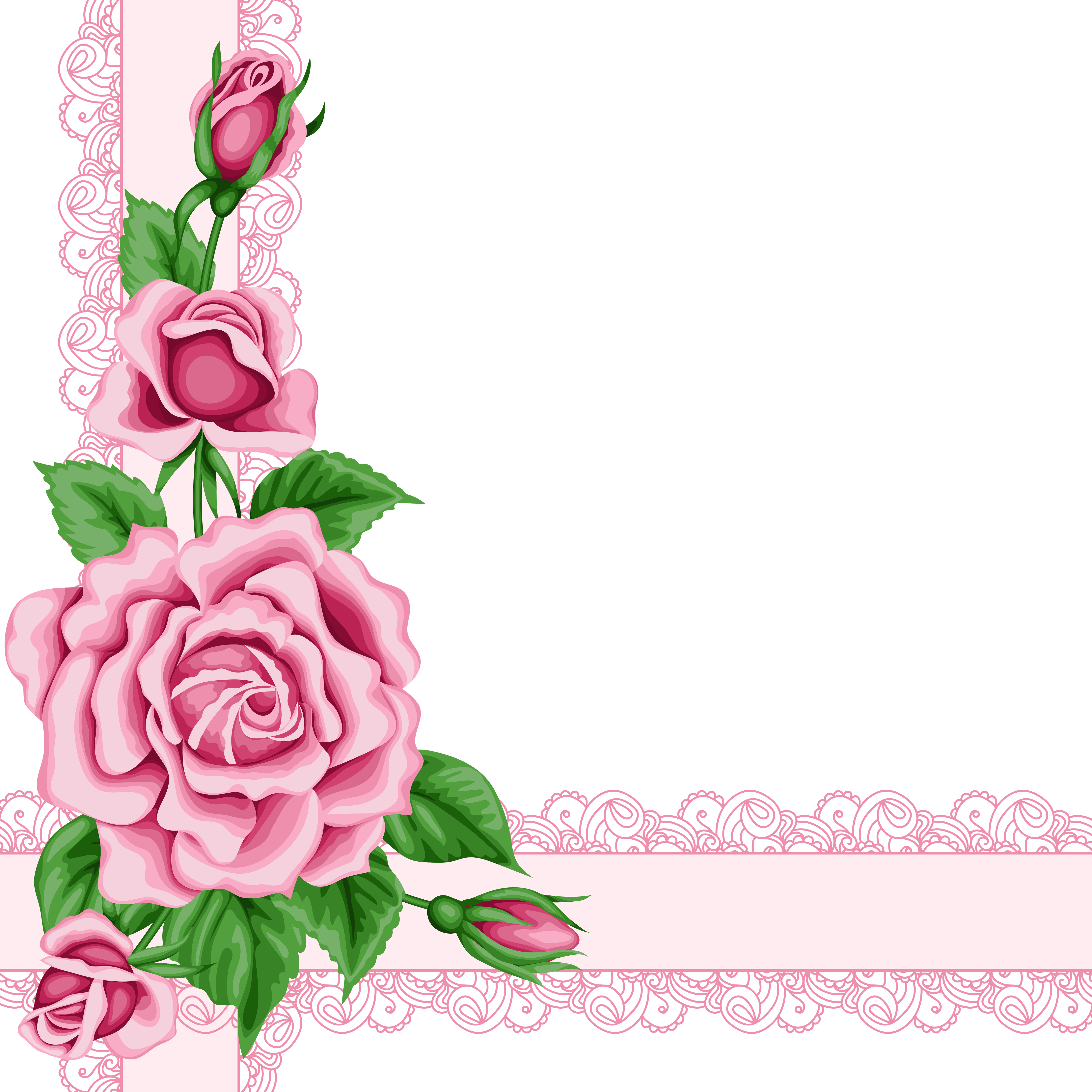 Carnation Flower Rose Pink Border PNG