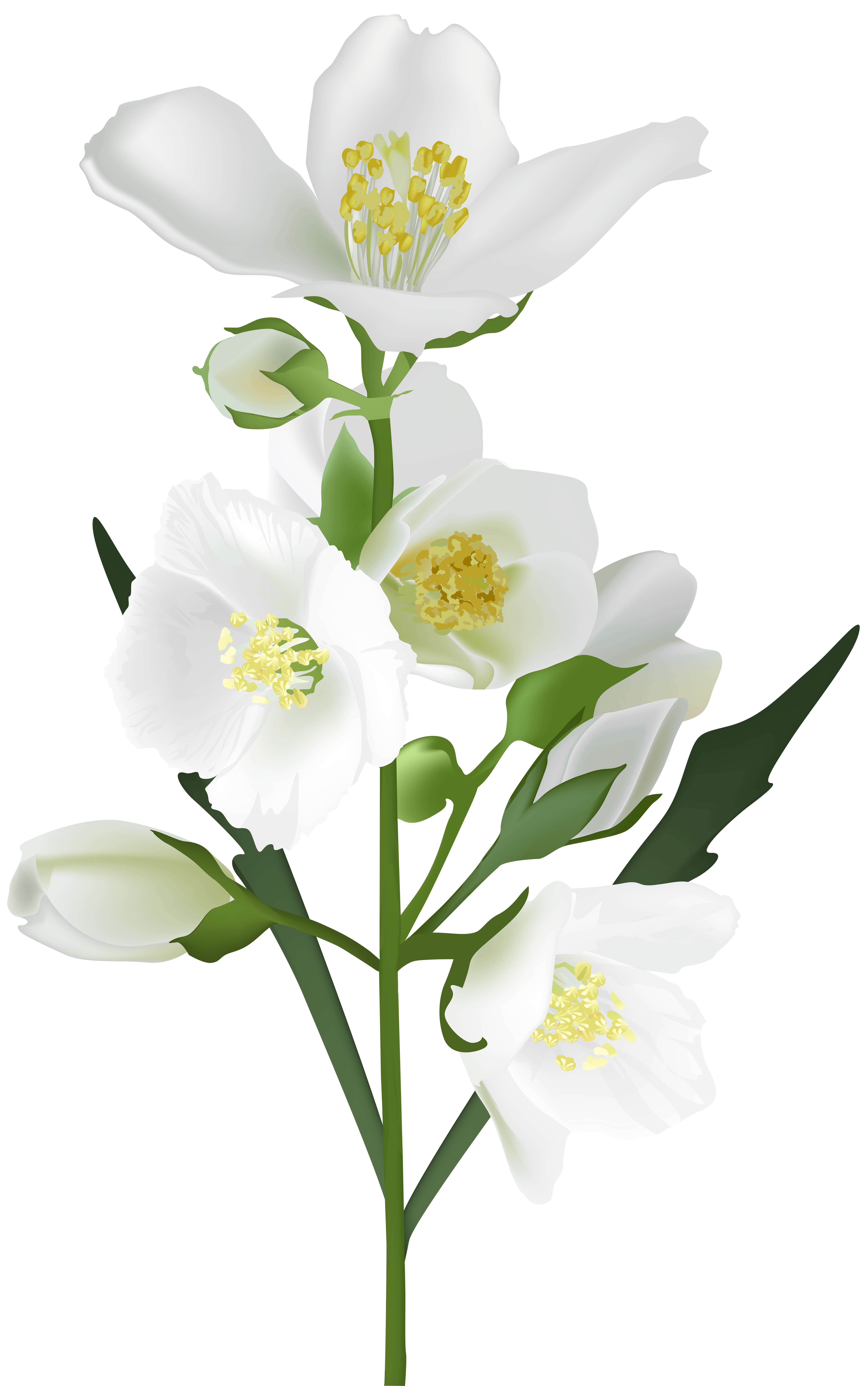 White Peony Rose Flower Jasmine PNG