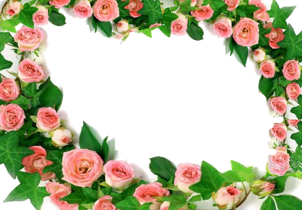 Peony Flower Garden Rosa Color PNG