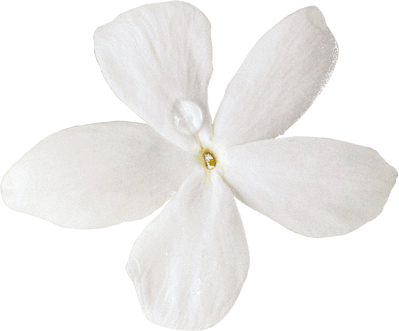 Flower Cost Jasmine Moth Cut PNG