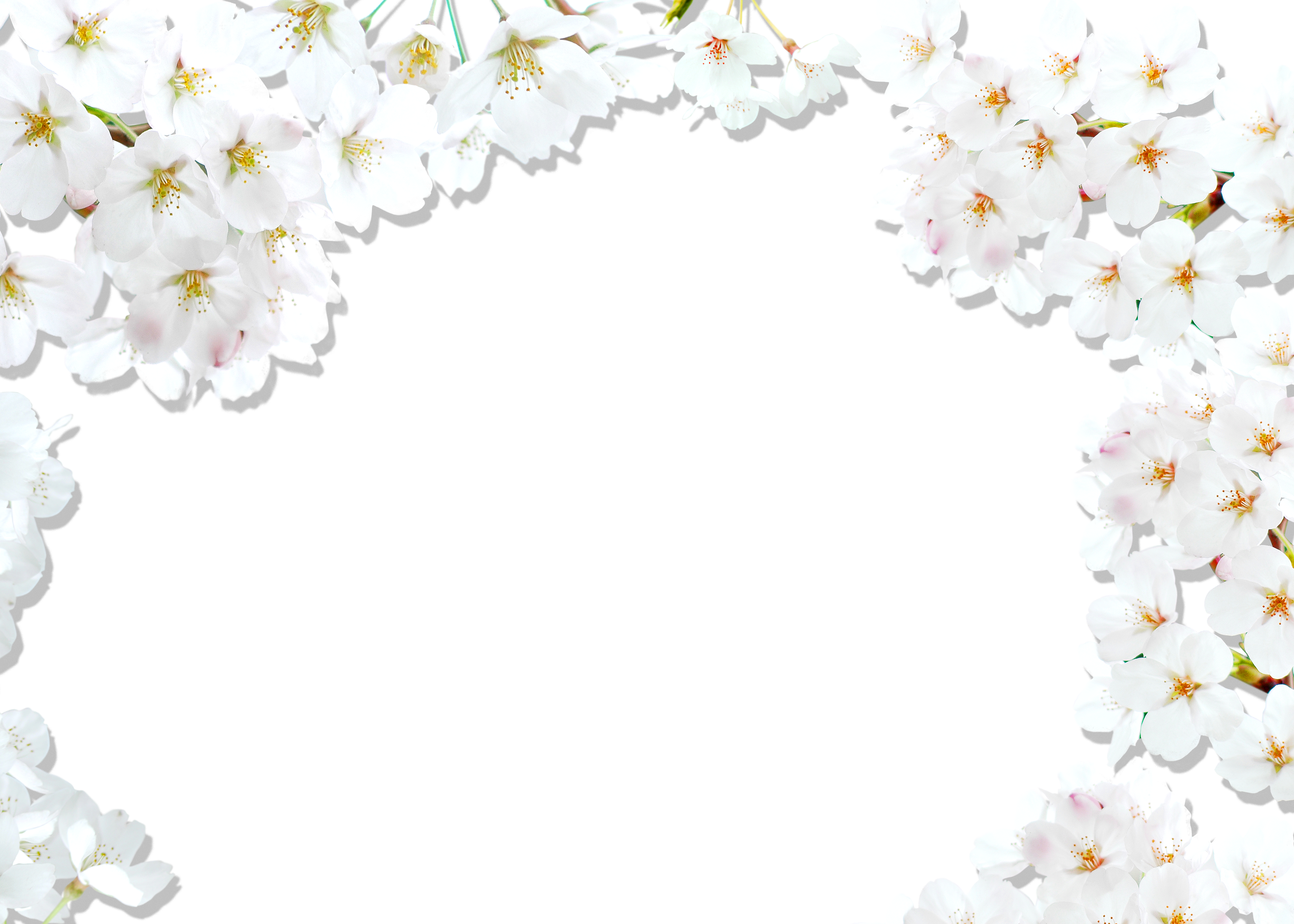 Blossom Border Line Cherry Aster PNG