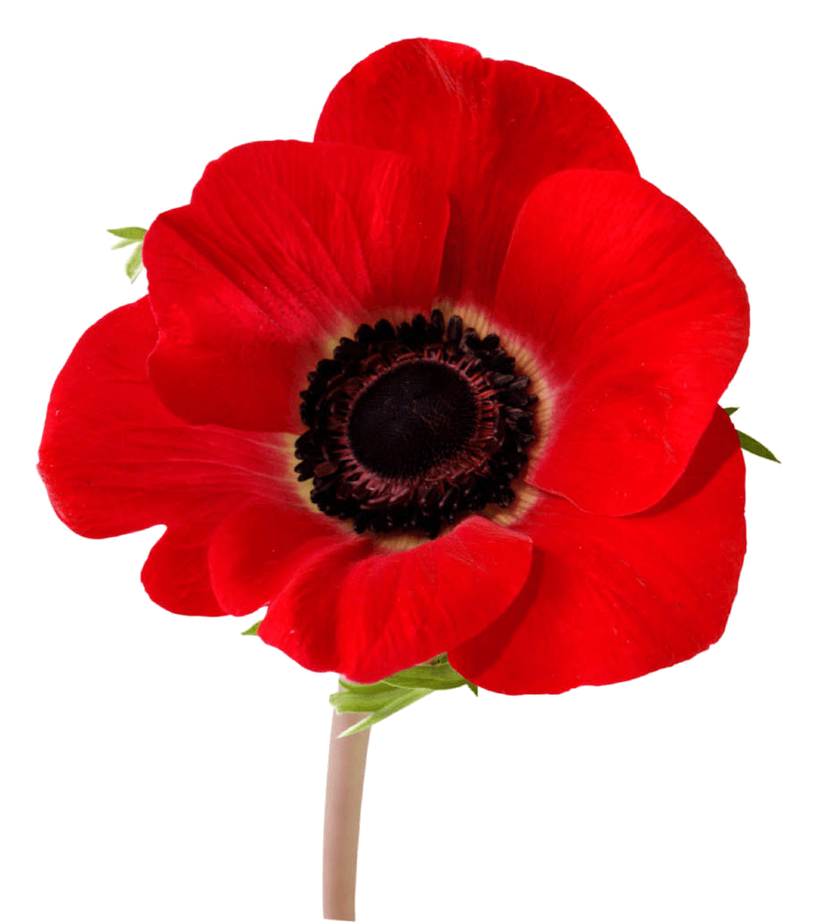 Flower Remembrance Red Anemone Veteran PNG