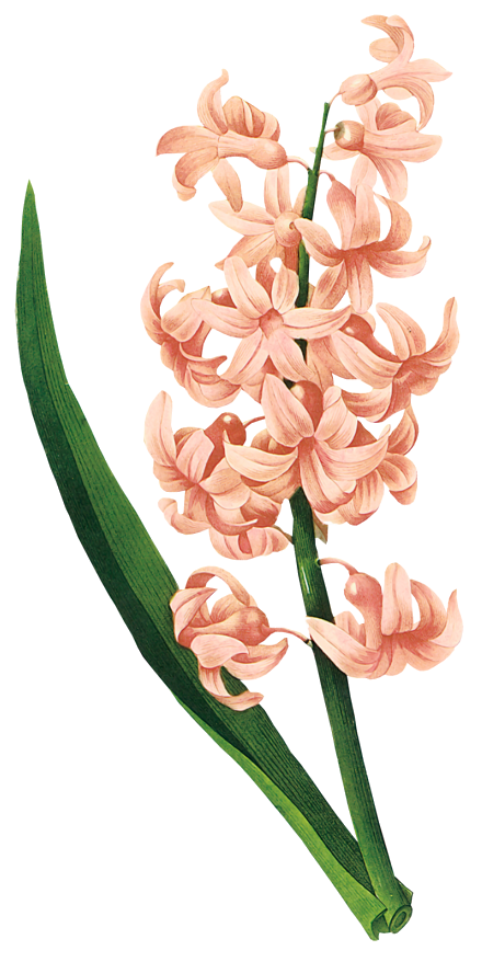 Plant Pink Hyacinth Belles Fleurs PNG