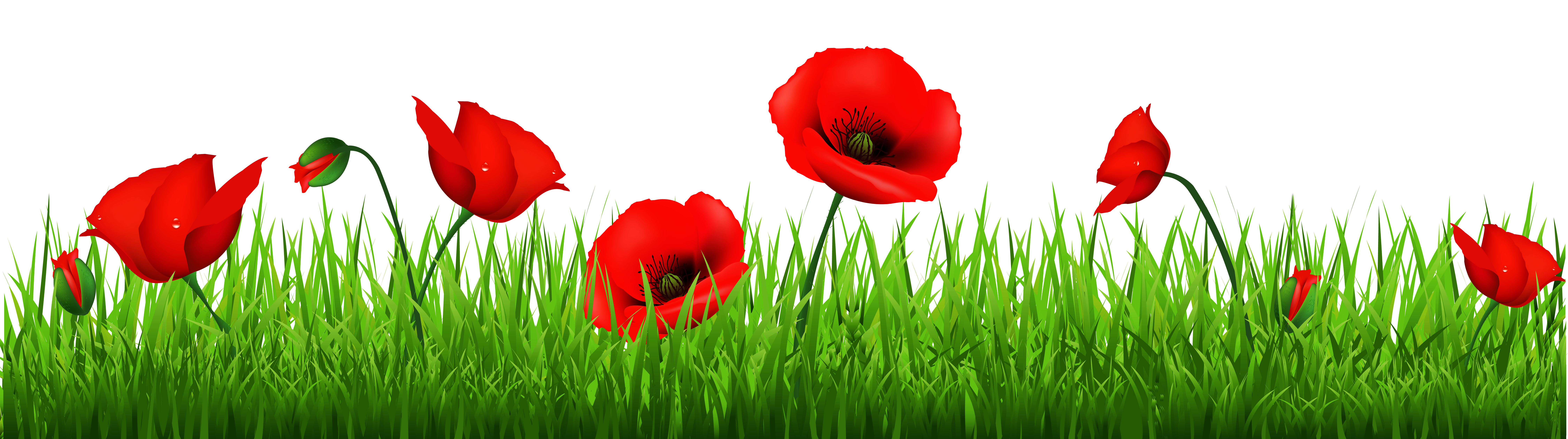 Wallpaper Poppy Remembrance Daffodil Computer PNG