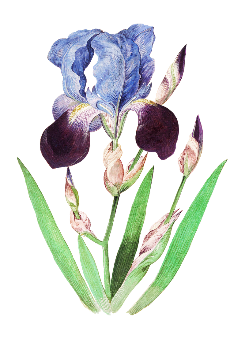 Nature Rosebush Wildflowers Gladiolas Flower PNG