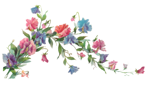 Poppies Nature Tulips Primroses Lilacs PNG