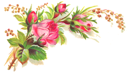 Amaryllis Honeysuckles Cyclamen Vector Roses PNG